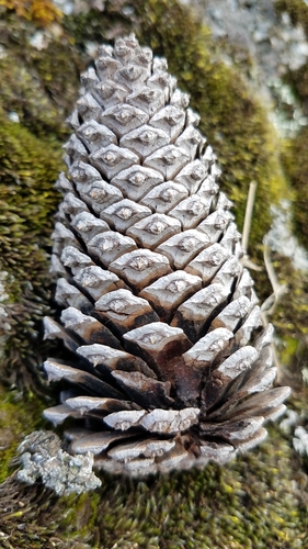 Image of Pinus hartwegii by (c) Alan Rockefeller, some rights reserved (CC BY)