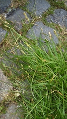 Carex