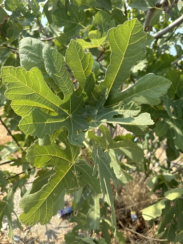 common fig