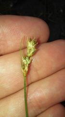 Carex