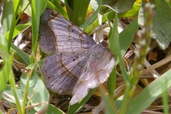 Chiasmia hebesata