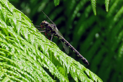 Austroaeschna multipunctata