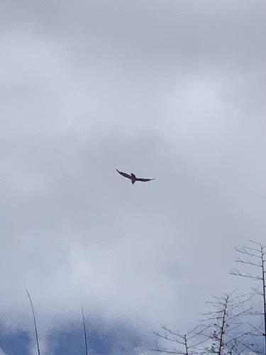 Reunion Harrier (Circus maillardi), photo 10