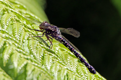 Austroaeschna multipunctata
