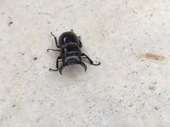 Serrognathus titanus okinawanus