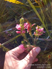 Erica abietina