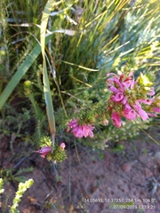 Erica abietina