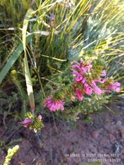Erica abietina