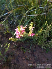 Erica abietina