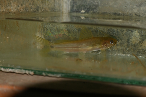 Jerdon's mystus (Mystus malabaricus) — Bagridae