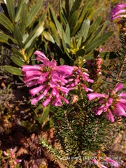 Erica abietina