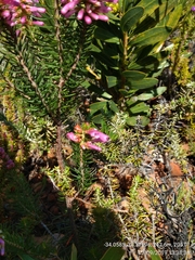 Erica abietina