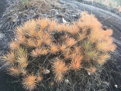 Borya septentrionalis