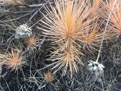 Borya septentrionalis