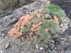 Borya septentrionalis