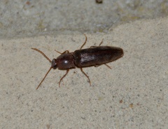 Stenagostus rhombeus