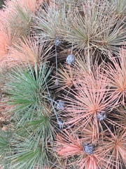 Borya septentrionalis