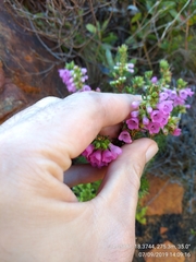 Erica abietina constantiana