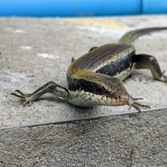 Eutropis longicaudata