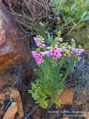 Erica abietina constantiana