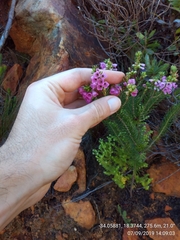 Erica abietina constantiana