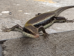 Eutropis longicaudata