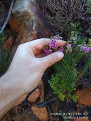 Erica abietina constantiana