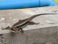 Eutropis longicaudata