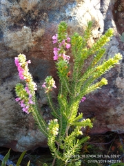 Erica abietina constantiana