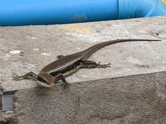 Eutropis longicaudata