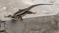 Eutropis longicaudata