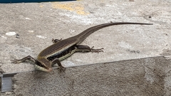 Eutropis longicaudata