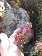 Erica abietina constantiana