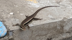 Eutropis longicaudata