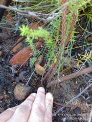 Erica abietina constantiana