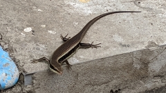 Eutropis longicaudata