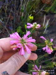 Erica abietina