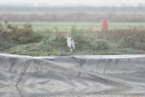 Grey Heron
