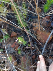 Erica abietina