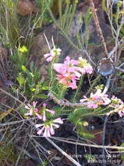 Erica abietina