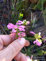 Erica abietina