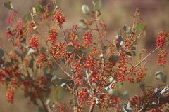 Grevillea wickhamii