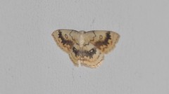 Cyclophora annularia