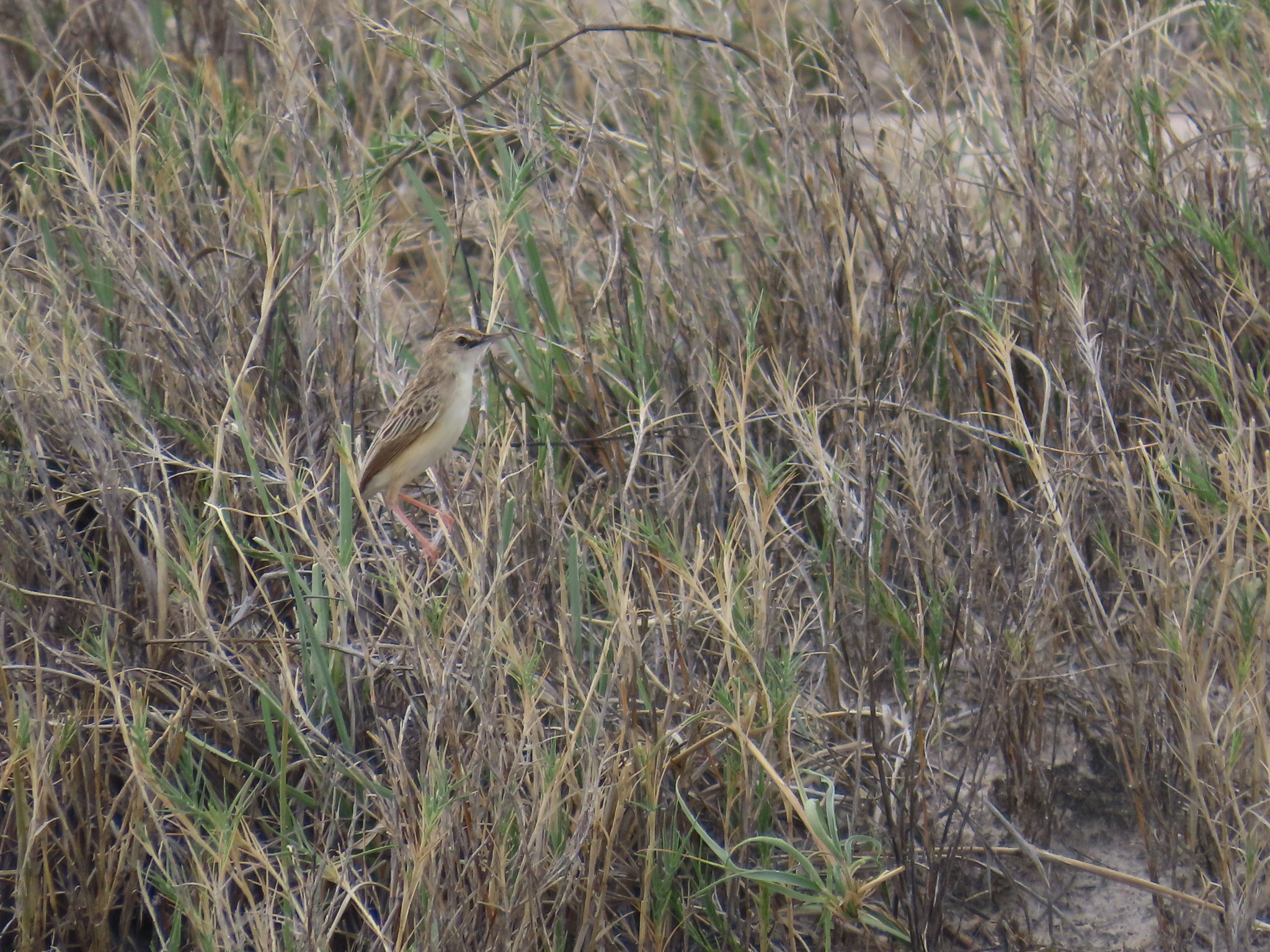 Desert Cisticola (Cisticola aridulus), photo 3