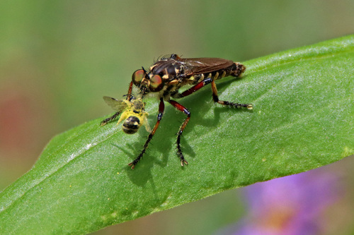 Thereutria amaraca