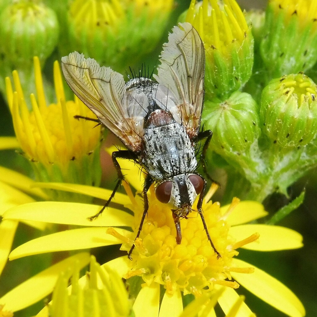 Estheria cristata