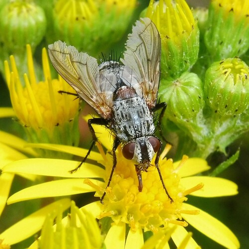 Estheria cristata