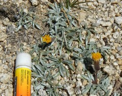 Raillardella argentea