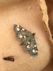 Anania coronata