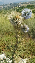 Echinops ritro